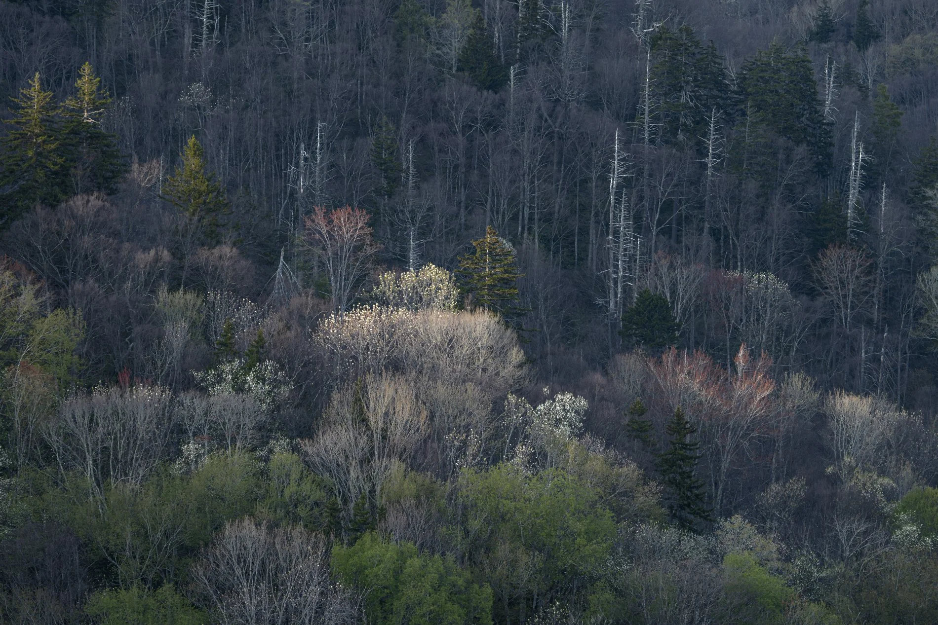 Smokies Gallery-3.jpg