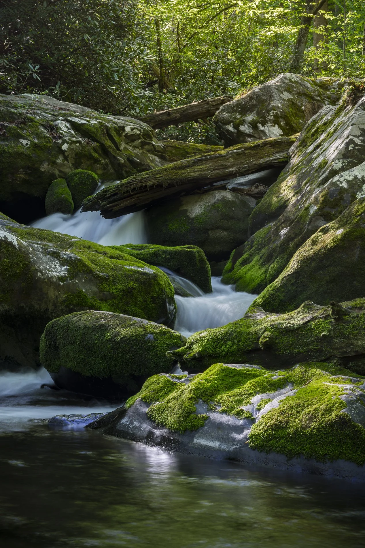 Smokies Gallery-14.jpg