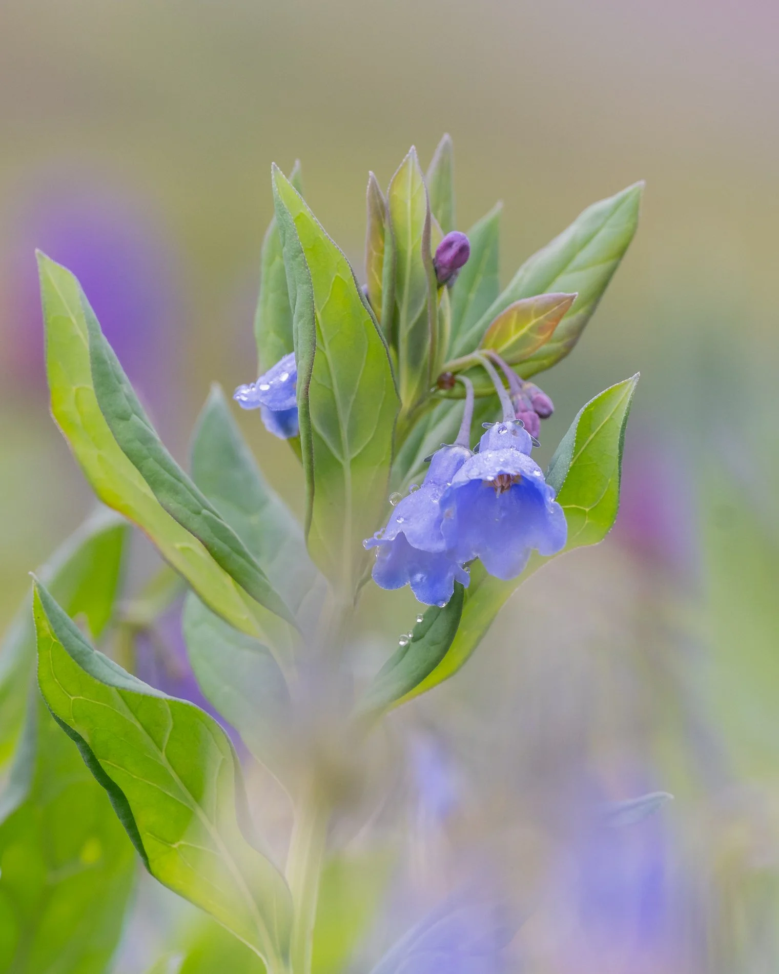 Close-up of a flowering plant with purple and blue flowers and green leaves, some flowers with water droplets on them.