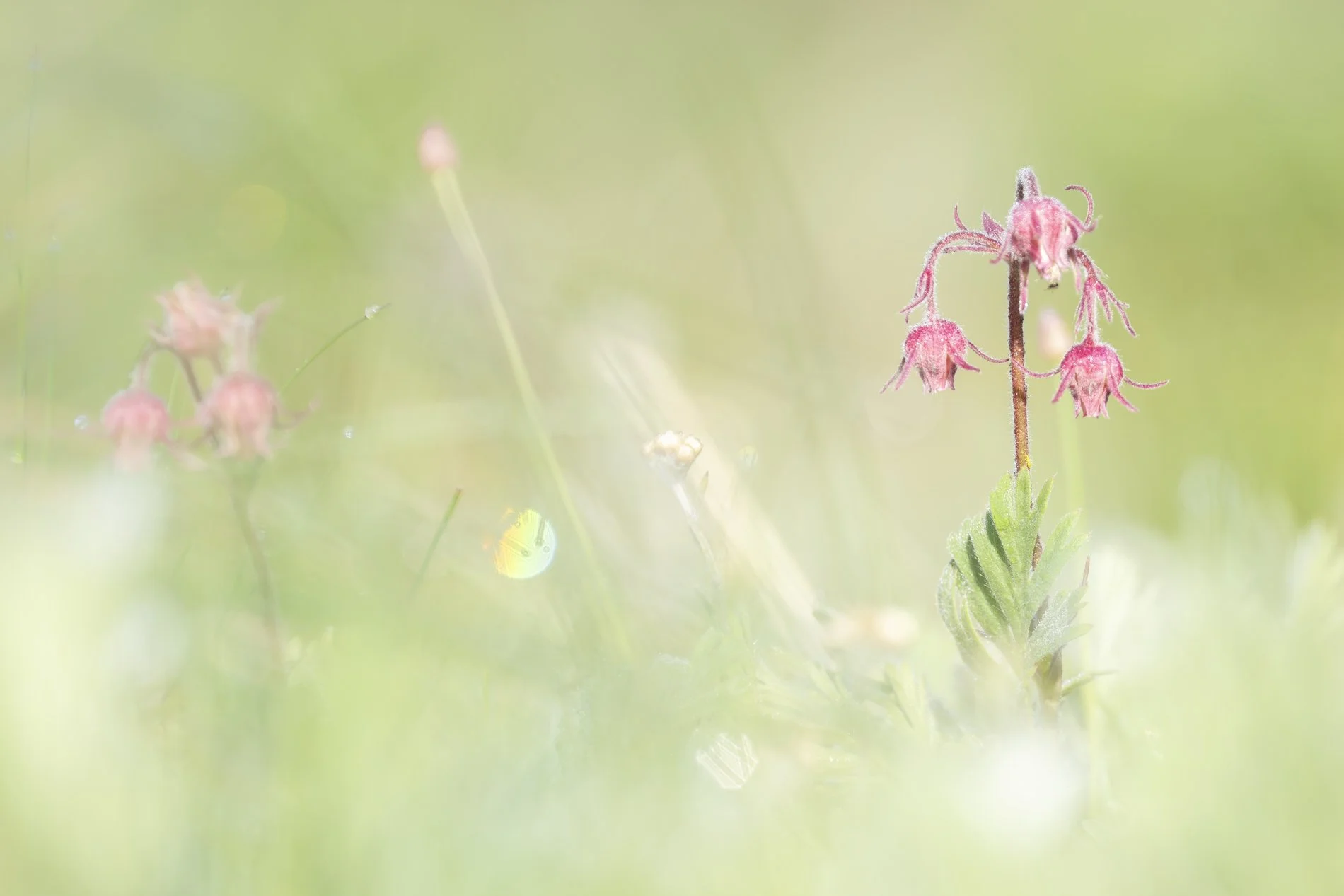 STL Spring -3.jpg