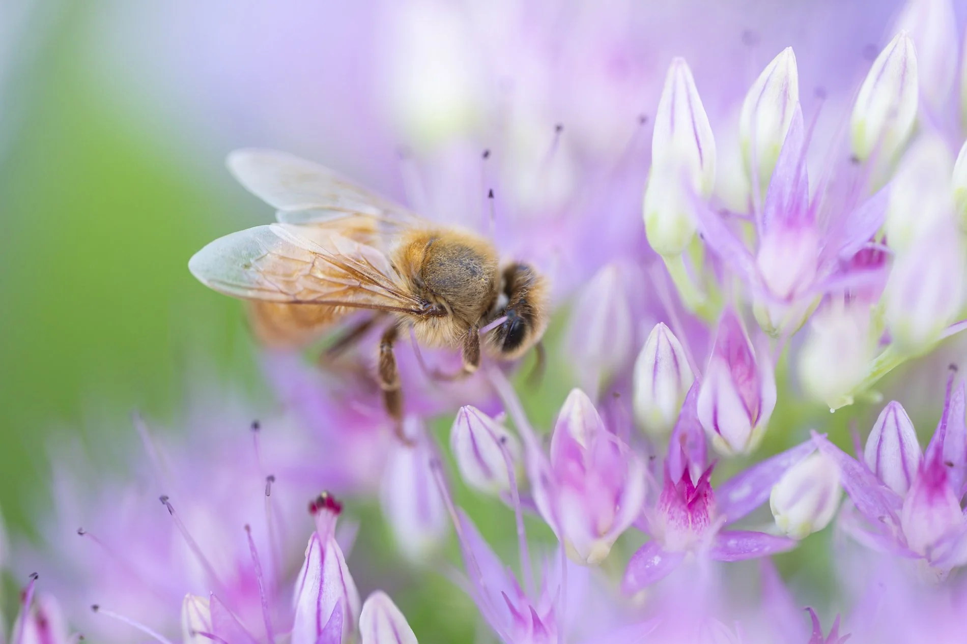 STL Spring bee.jpg