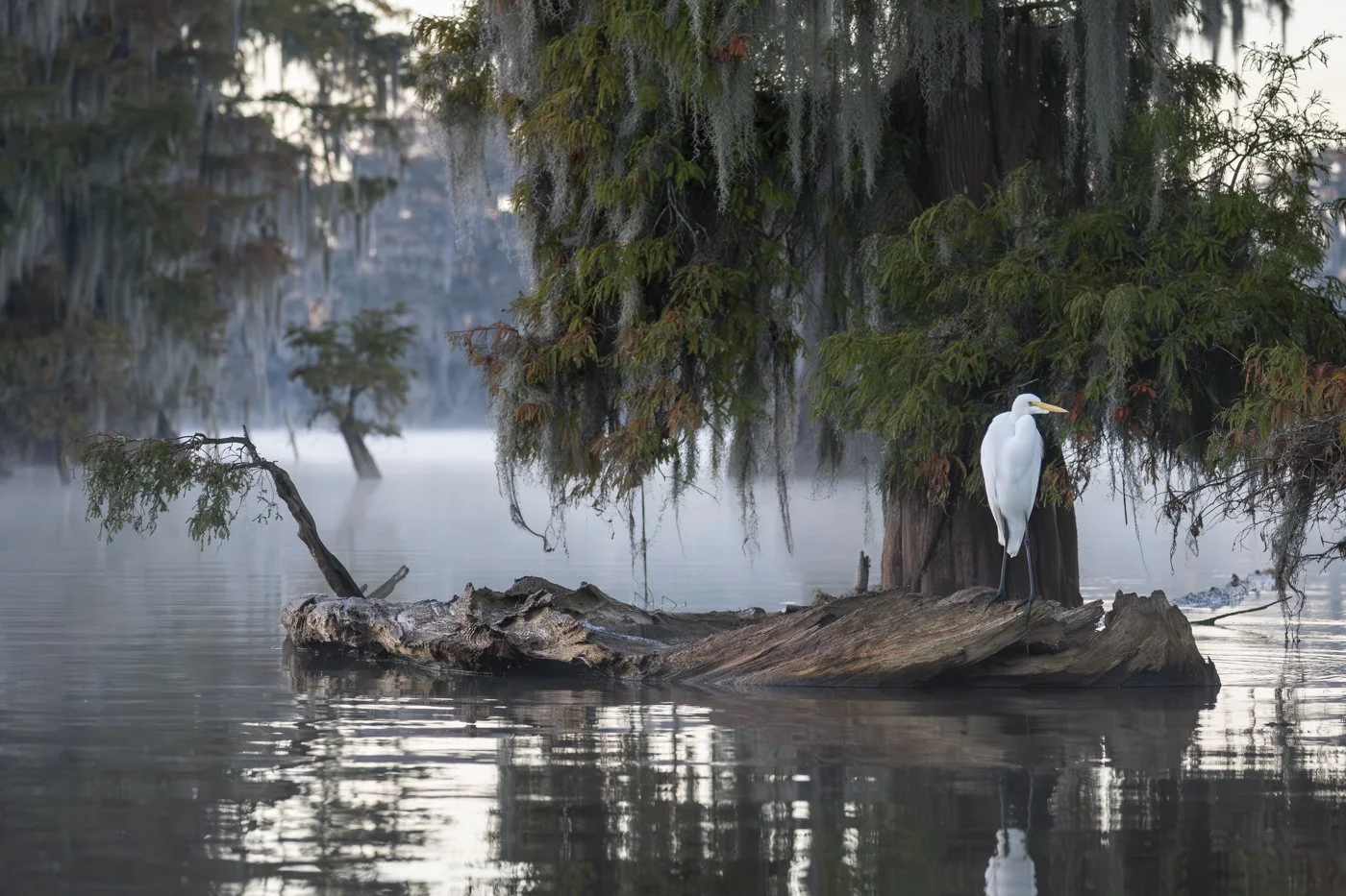 c_Bayou 3.jpg
