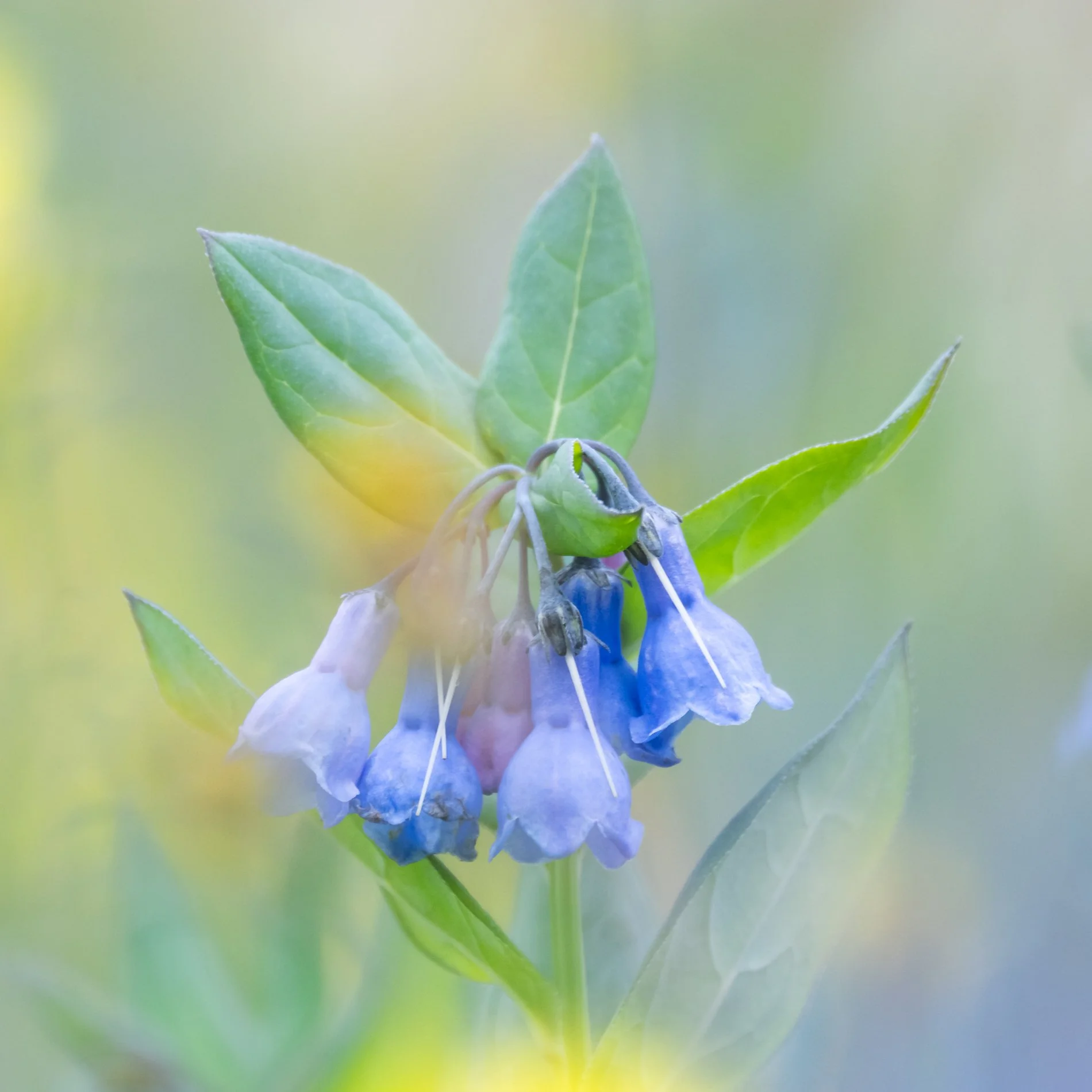 Close-up of blue and white flowers with green leaves and a soft blurred background.