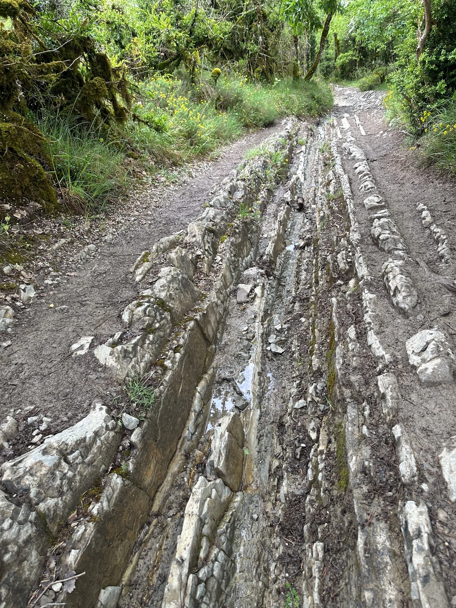 Trail with jagged rocks.jpg