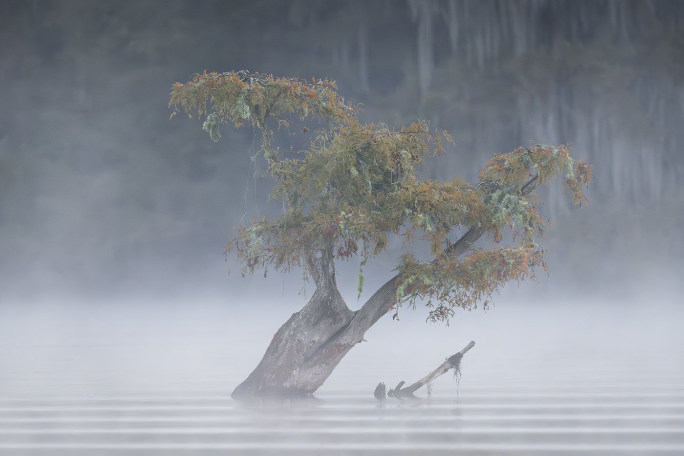 d_Bayou 4.jpg