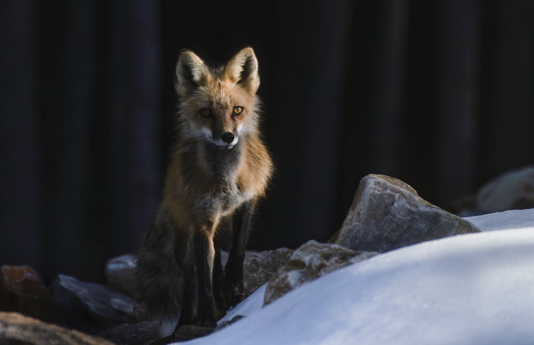 Fox in snow