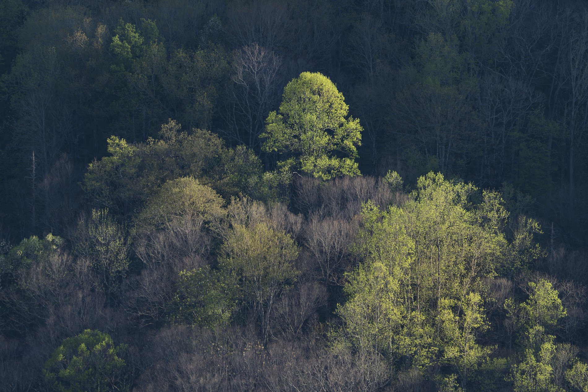 Smokies Gallery.jpg