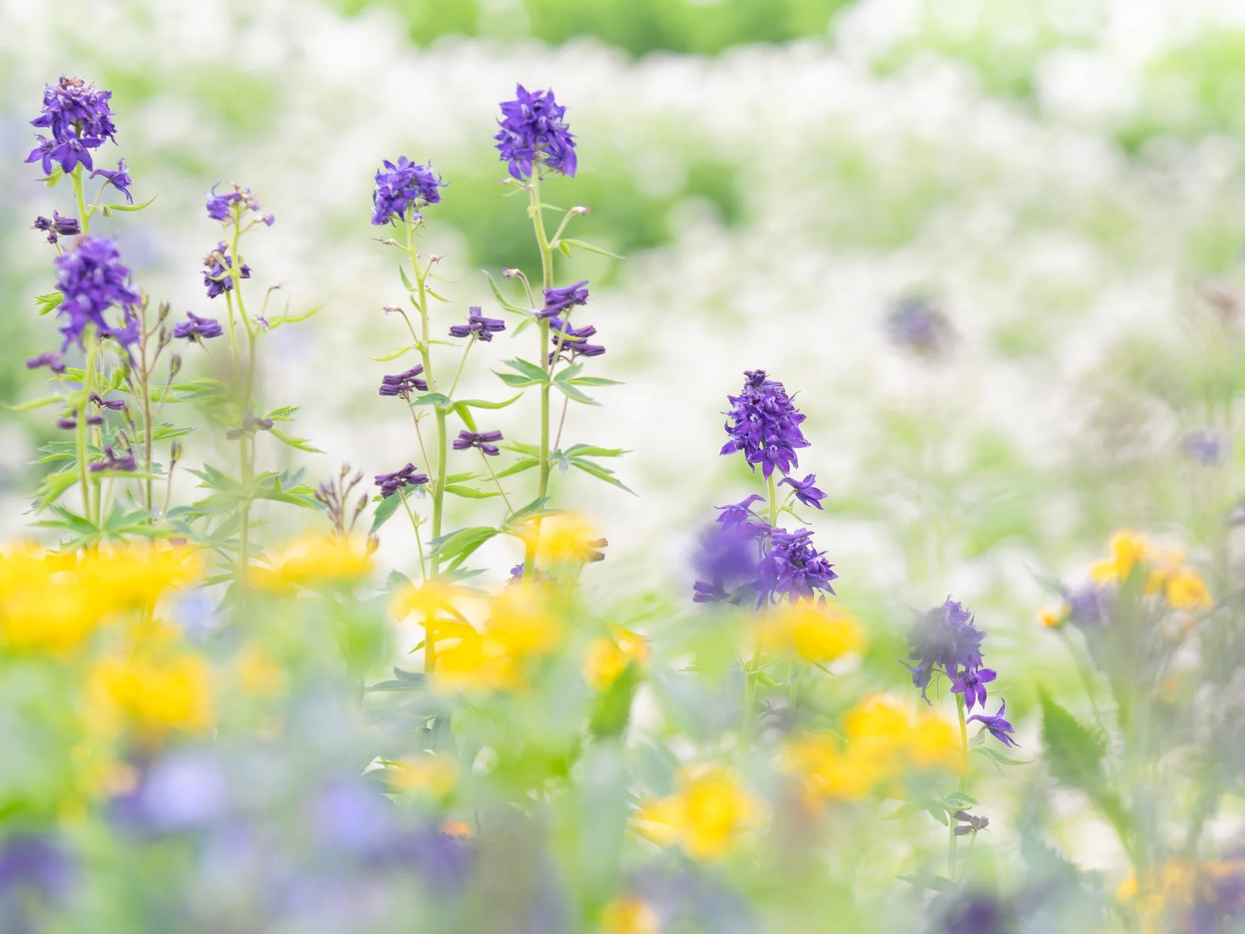 Wildflowers in Soft colors of purple and yellow with a green and white background.