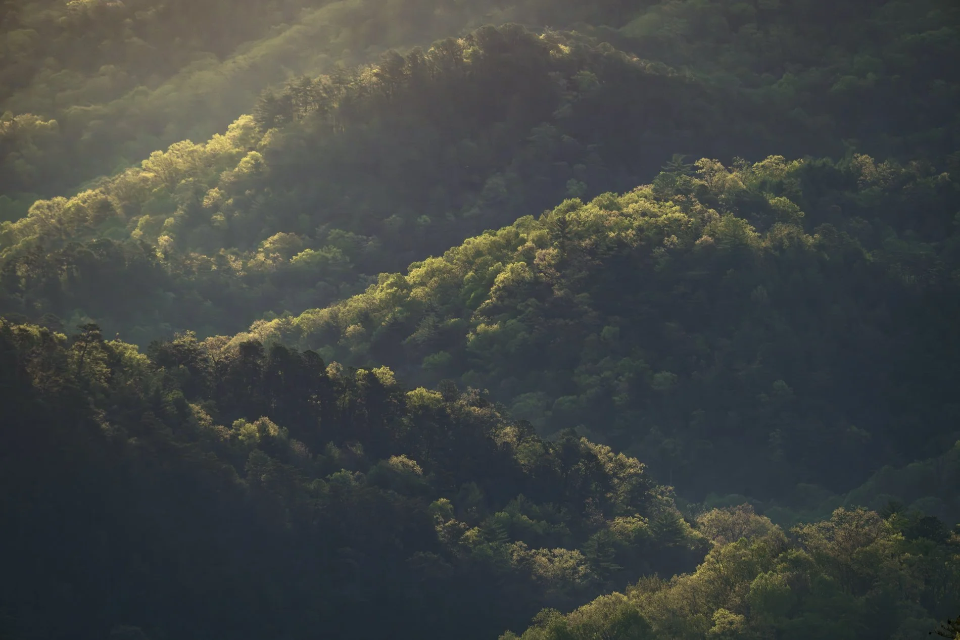 Smokies Gallery-17.jpg