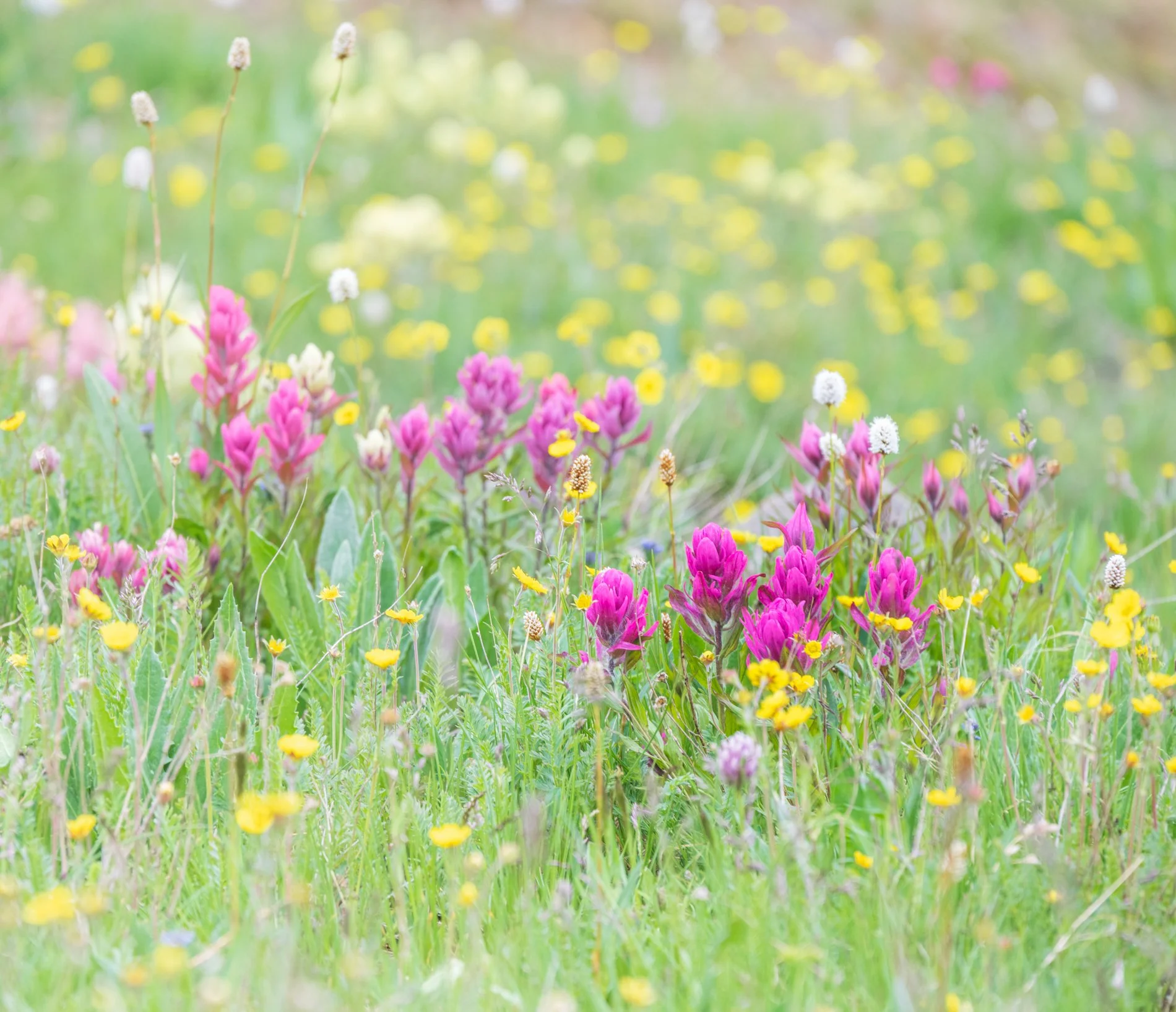 A colorful meadow filled with pink, yellow, and white wildflowers and green grass.