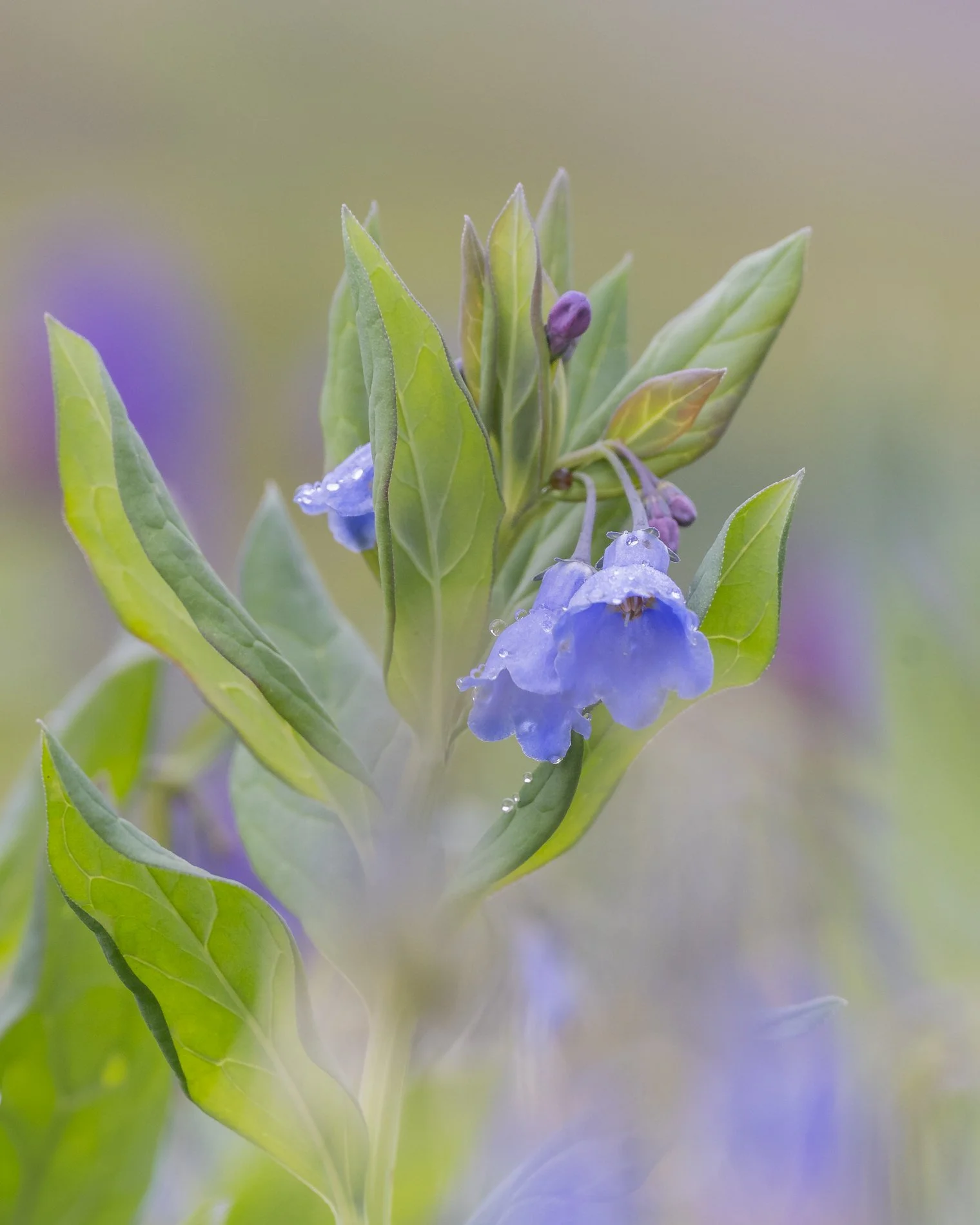 Wildflowers