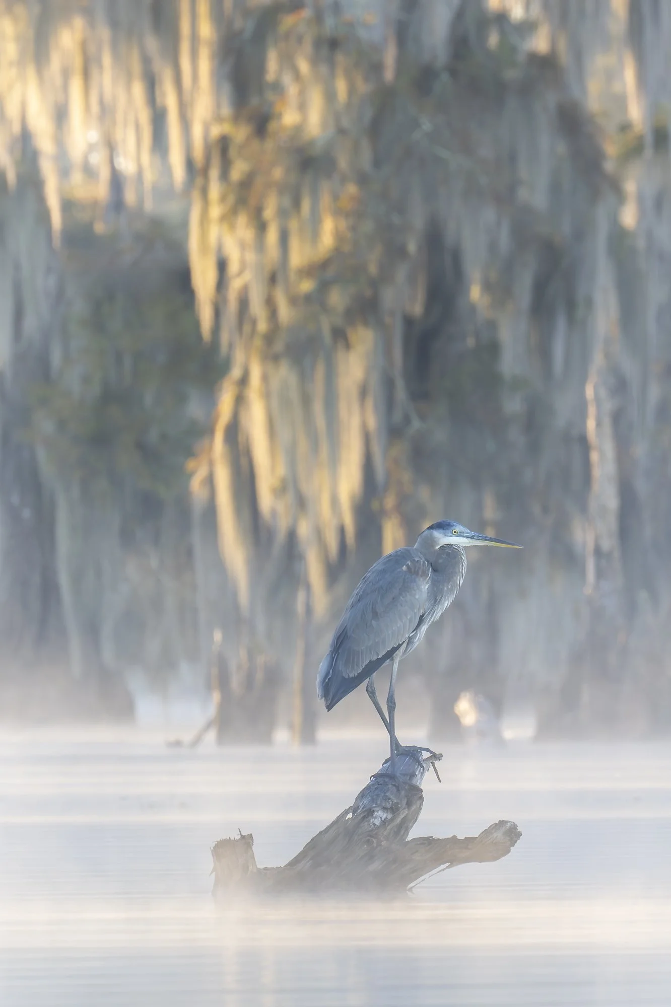 Herons in the mist