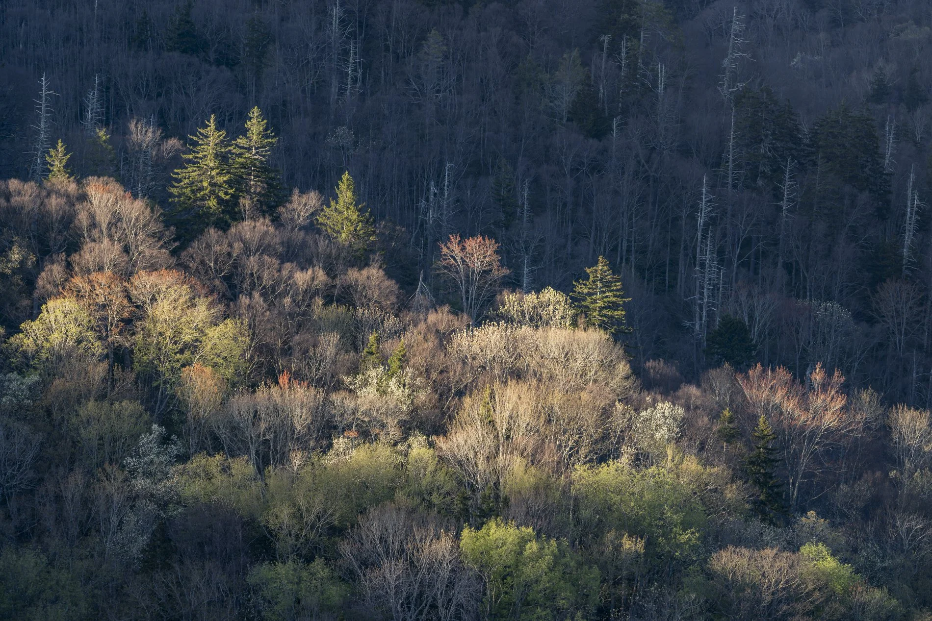 Smokies Gallery-26.jpg