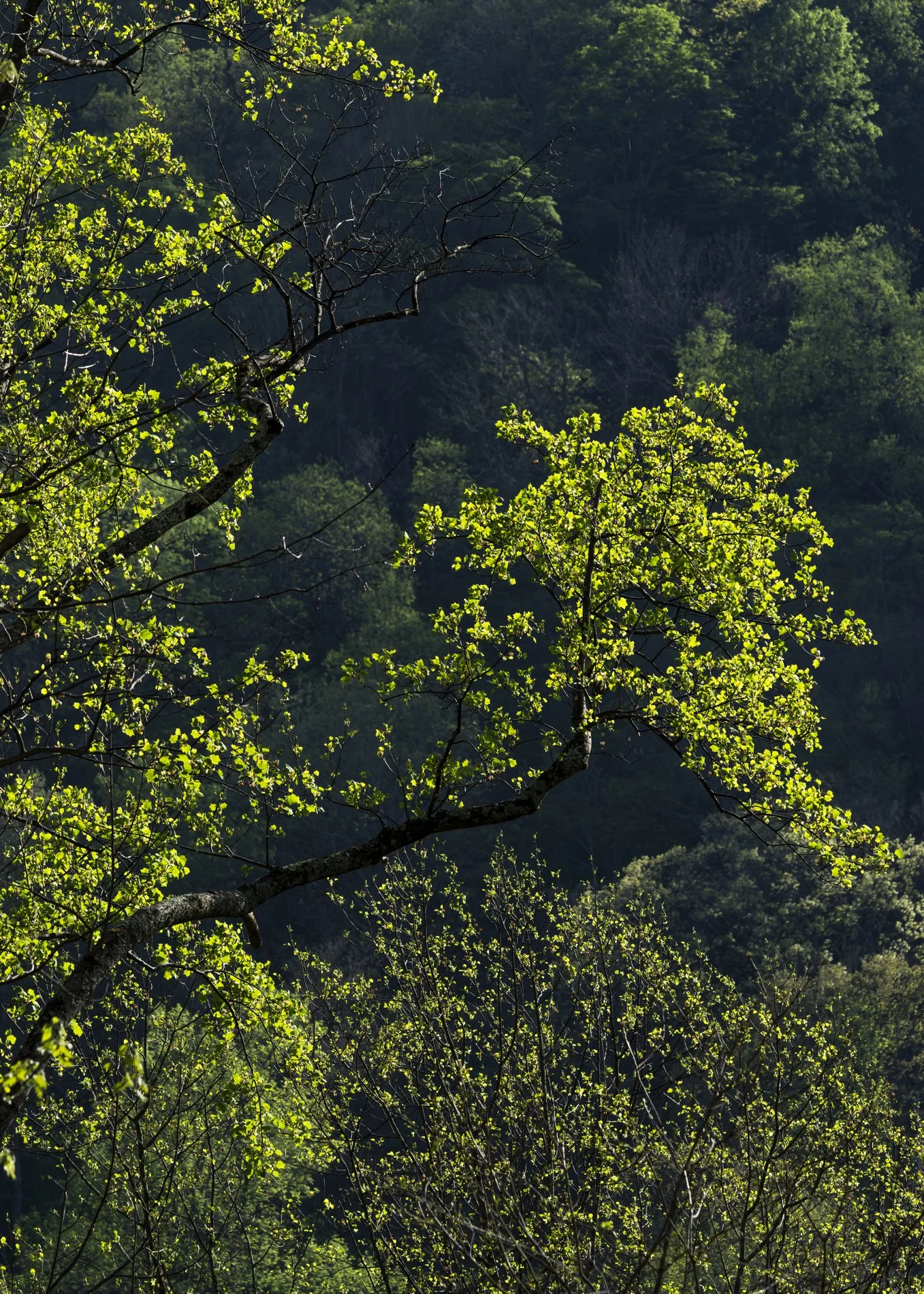 Smokies Gallery-11.jpg