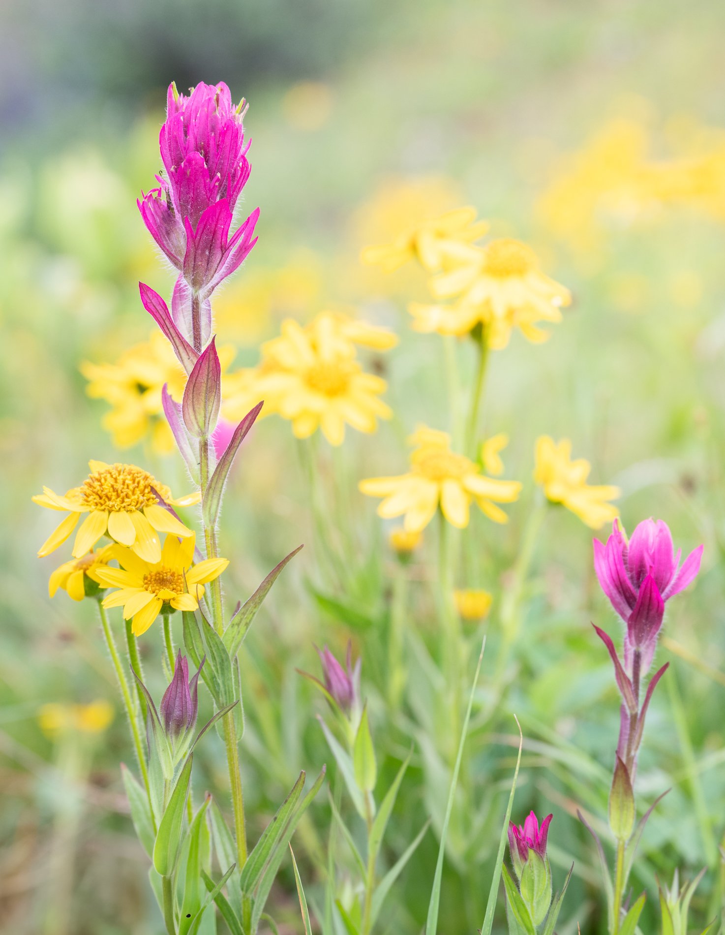 Close-up of pink and yellow wildflowers in a natural outdoor setting.