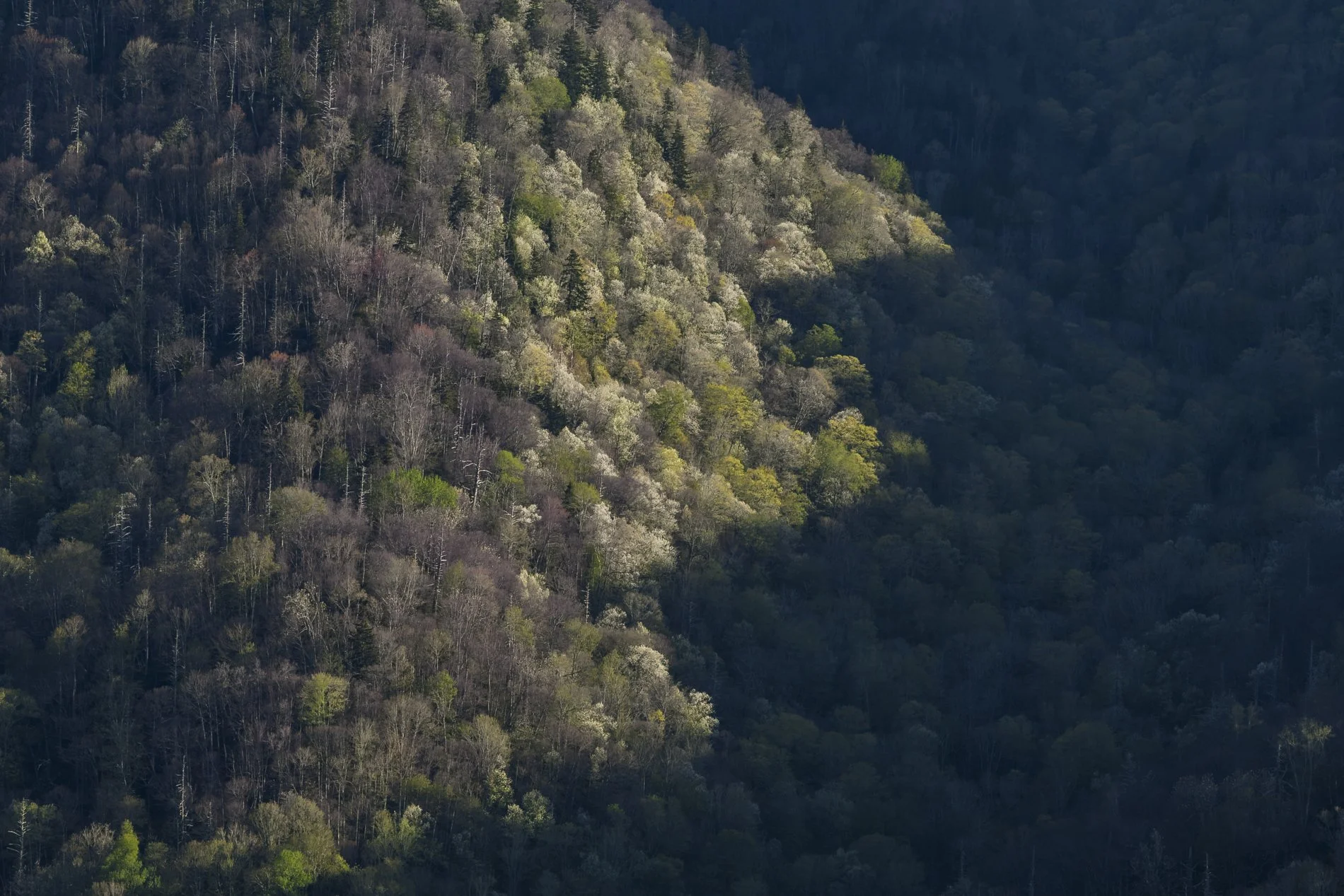 Smokies Gallery-16.jpg