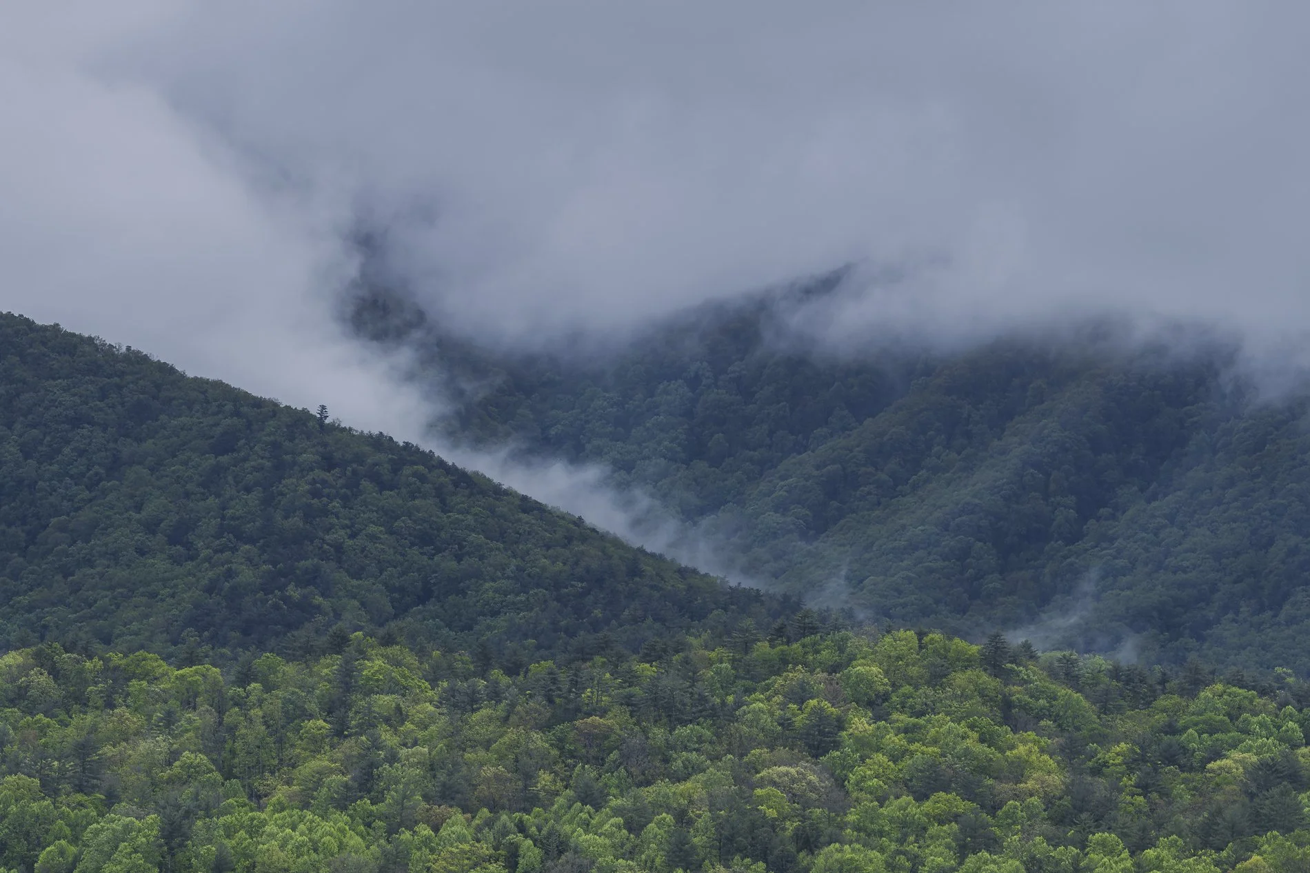 Smokies Gallery-10.jpg
