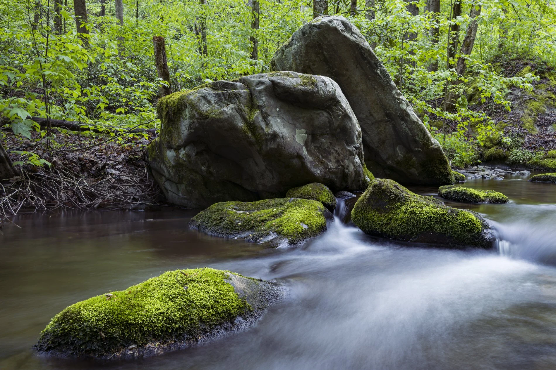 Smokies Gallery-4.jpg