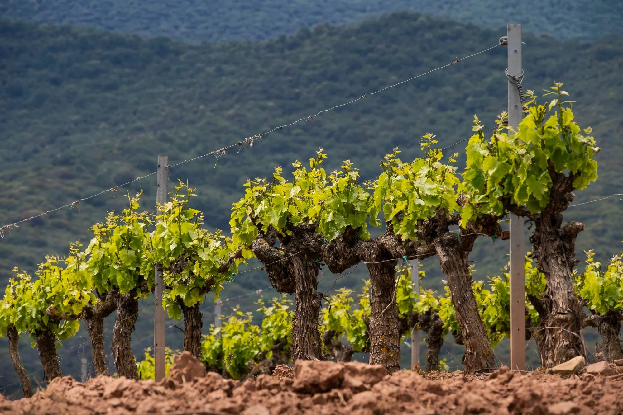 Rioja Vineyards