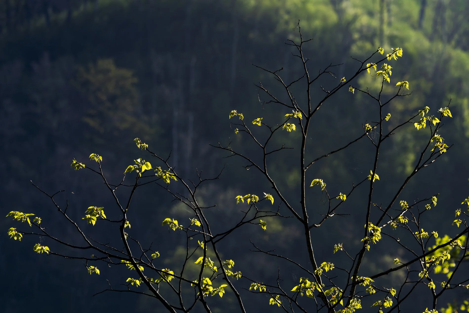 Smokies Gallery-2.jpg