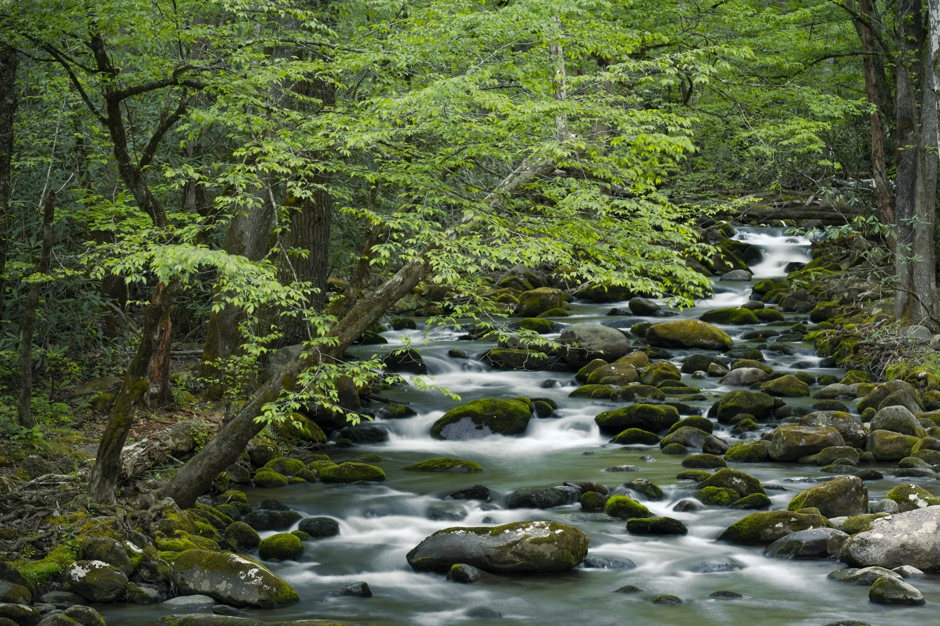 Smokies Gallery-13.jpg