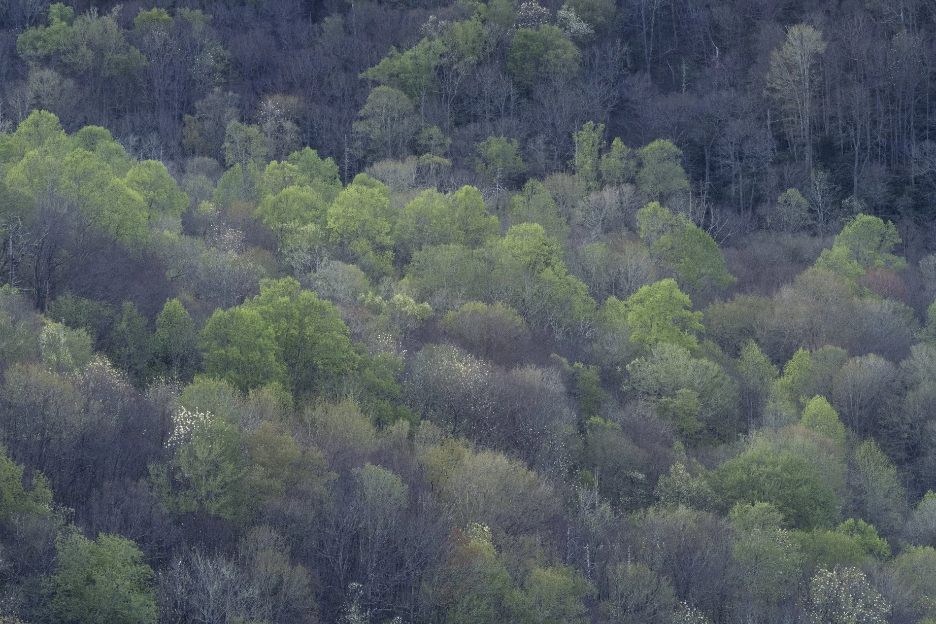Smokies Gallery-22.jpg