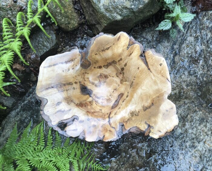  A maple burl bowl with distinctive figuring and a live edge.  