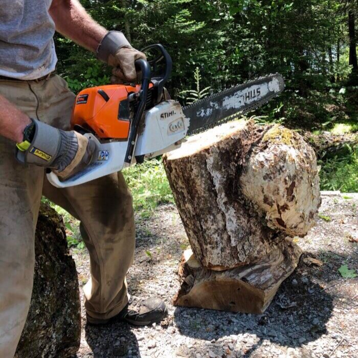  This large yellow birch burl was an easy one to cut.  