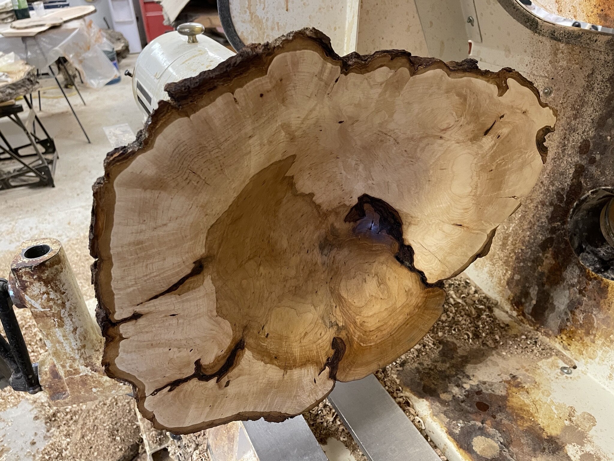  This Sugar Maple Burl on the lathe has dramatic colours and bark inclusions.  