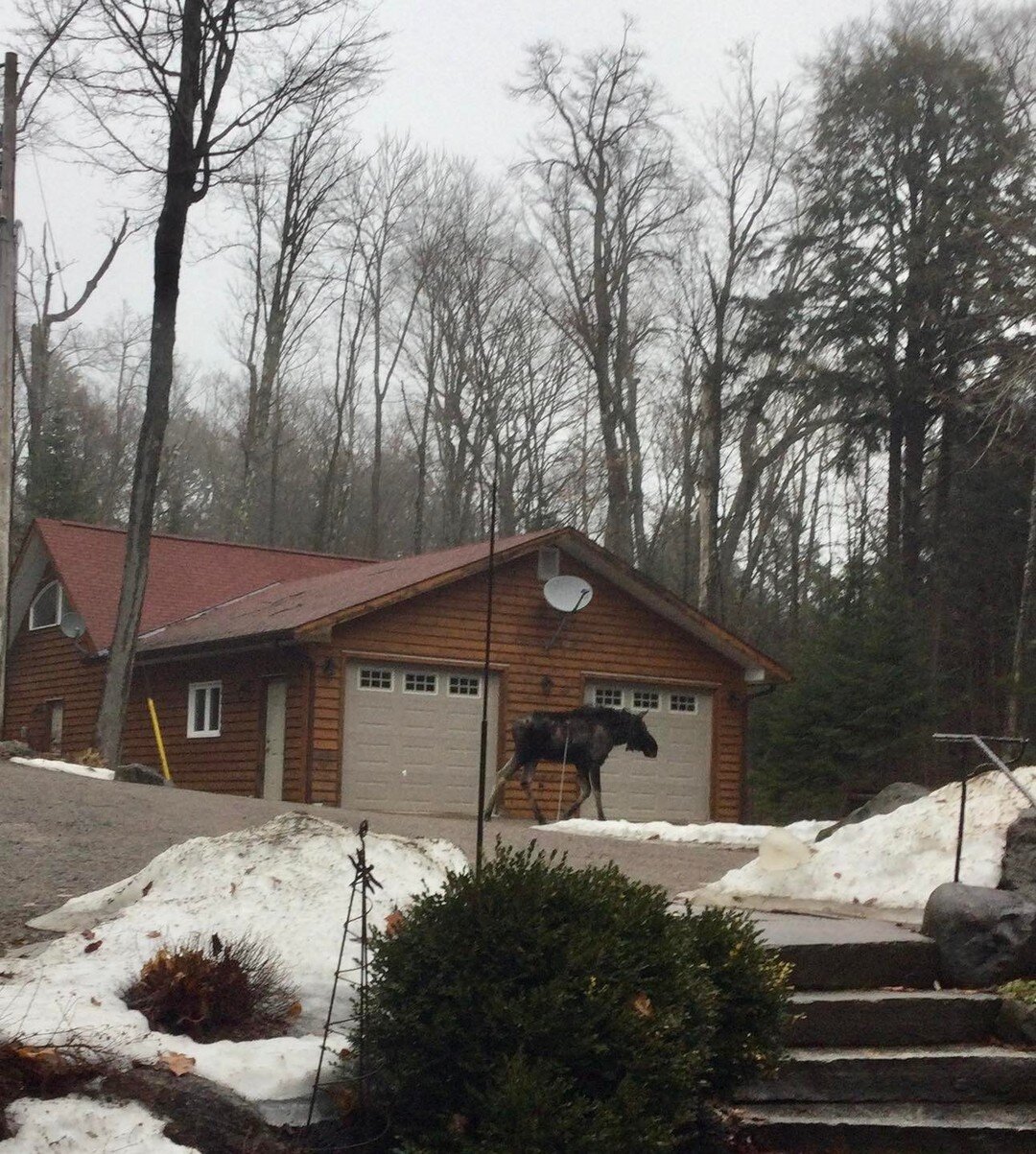 We had a visitor on our driveway this morning. What a privilege to see a moose!