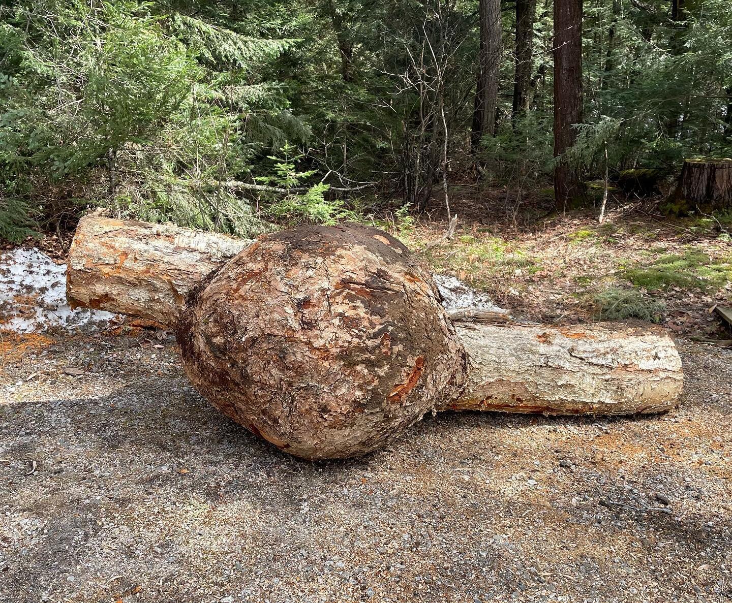 A huge Yellow Birch Burl was delivered today. This will be a challenge for some big bowls!

#yellowbirchburl #liveedge #muskoka #woodturner #woodturning