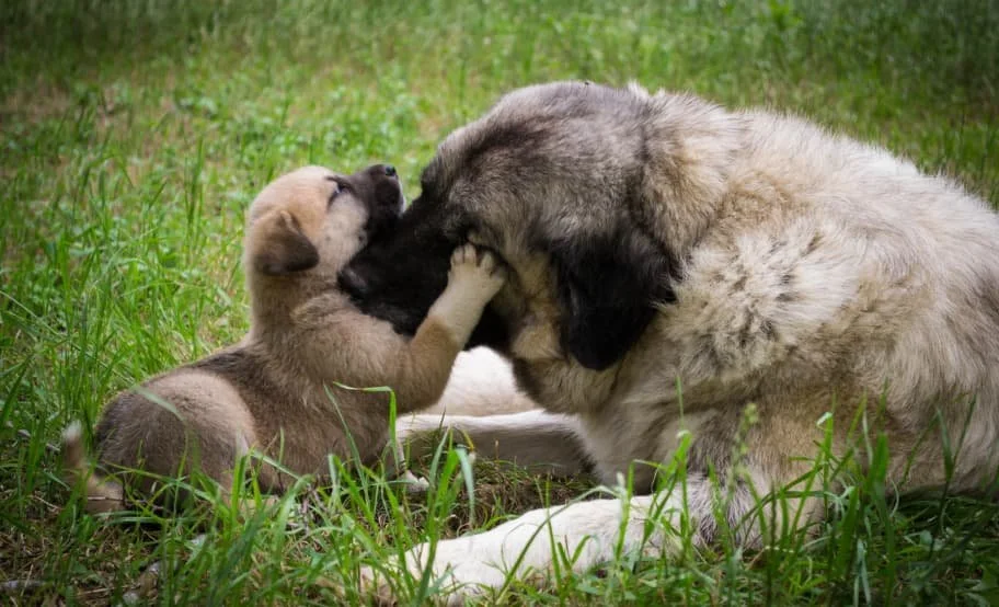 How to Introduce a Puppy to a Dominant Dog Without Drama