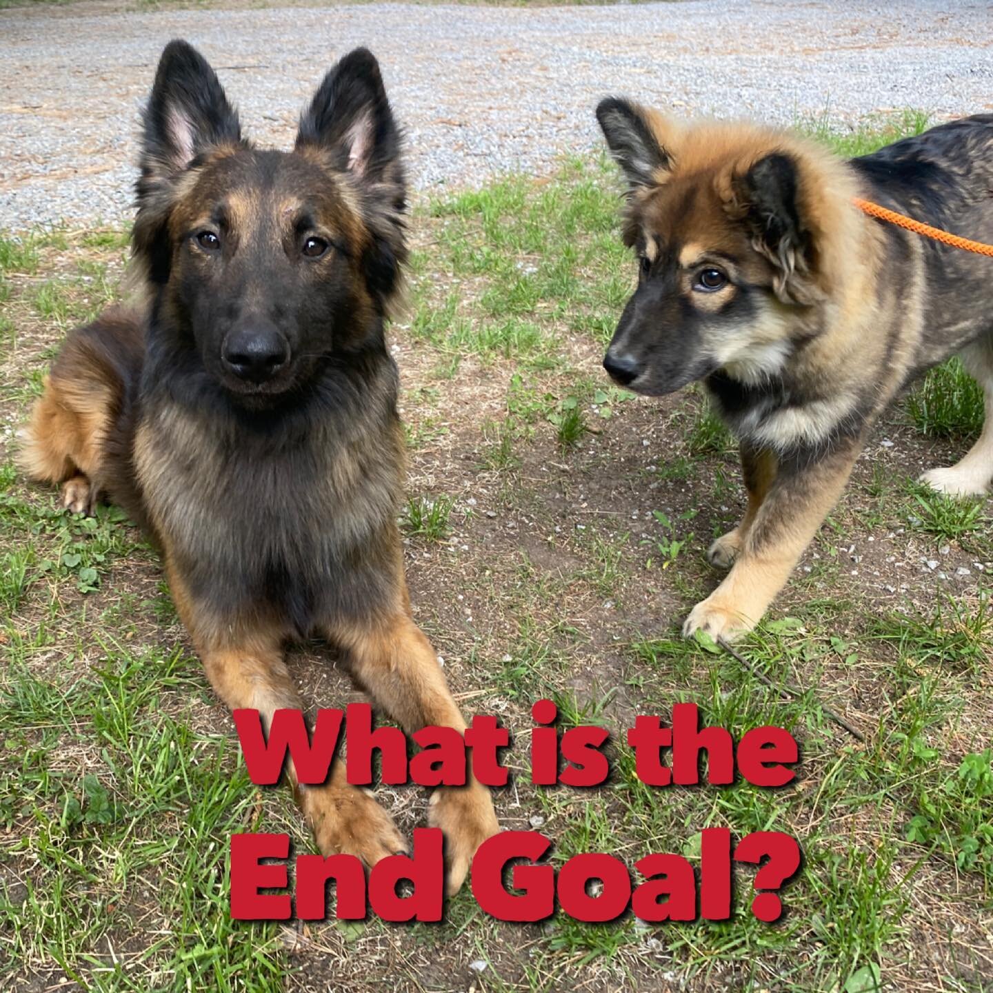 What is the end goal in training for the average pet dog? If you really think about it, the end goal for an average person is for their dog to be verbally responsive and reliable in any given situation, despite the level of stress.
.
.
Every single t