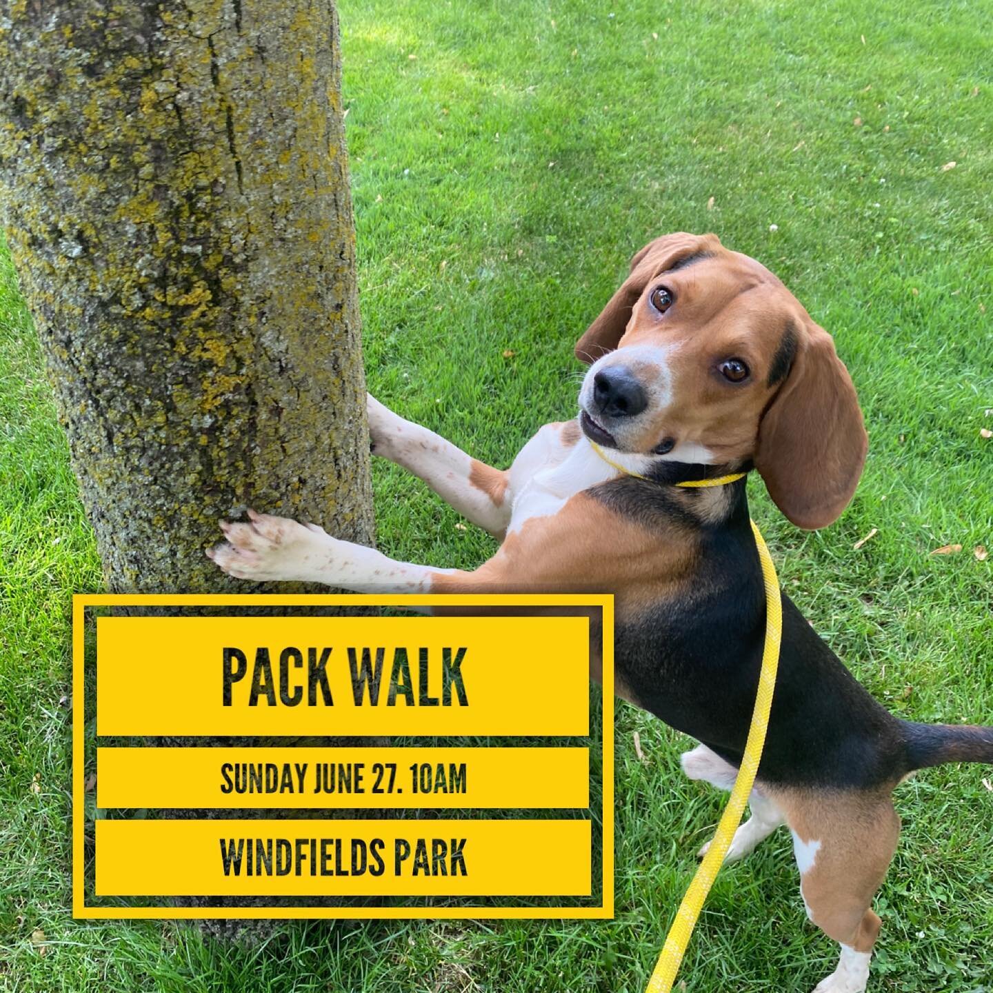 Hello everyone!
.
.
We would like to announce that for the first time in MONTHS, we will be having another Pack Walk!
.
.
Anyone who has previously worked with us, whether it&rsquo;s a board and train, hike or training sessions are invited. If you ar