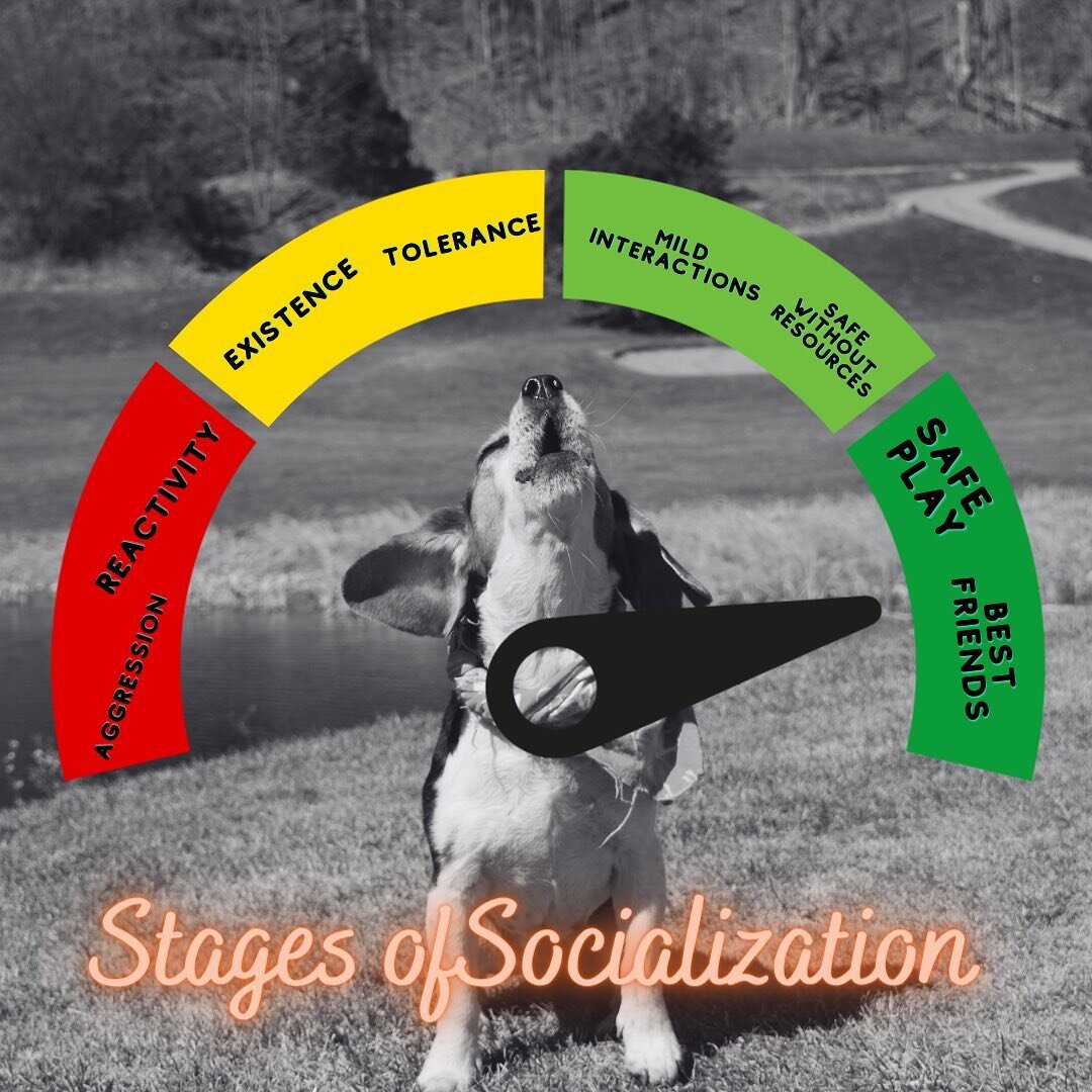 A lot of people approach us asking if they can socialize their aggressive or reactive dogs. While this is great in theory, it can take a lot of time and can be pretty unsafe. We have some very social, welcoming and non-pushy dogs which are great cand