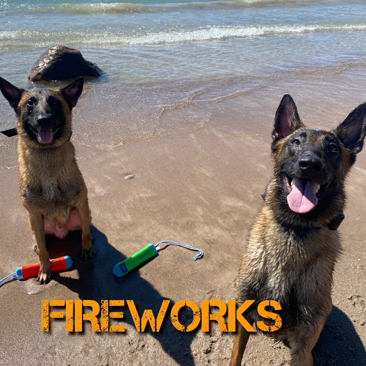 I used to give people tips for helping their dogs get comfortable with fireworks, but the truth is, fireworks are extremely loud (about 50 dB louder than gunfire) and dogs have extremely sensitive hearing compared to humans. I can tell people to foun