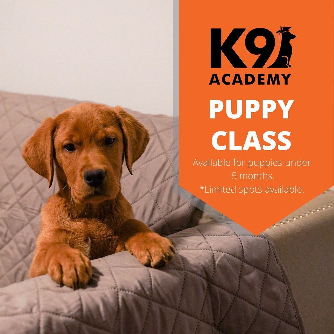 Our Puppy Program is finally Open! 
.
.
After lots of careful planning and development, we have decided to launch our new puppy program. This program includes 6 private group sessions. Groups will be small to ensure each puppy gets the attention they