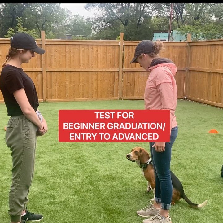 This is our Beginner and Puppy Graduation test 😂. We made it relatively easy so that people that have already trained with us or another professional can skip beginner and go right to our advanced group course.
.
.
The test involves basic fundamenta