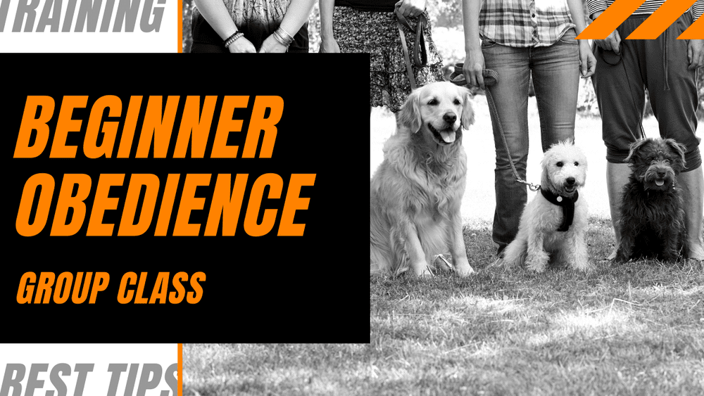 Level One: Beginner Obedience — Group Training