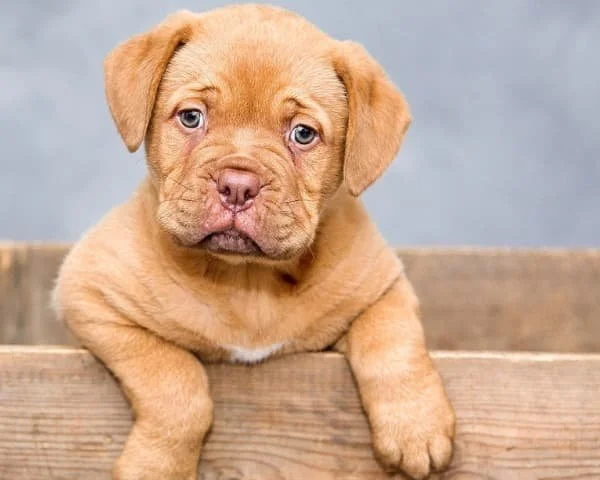 Benefits of Bubble Theory Dog Training