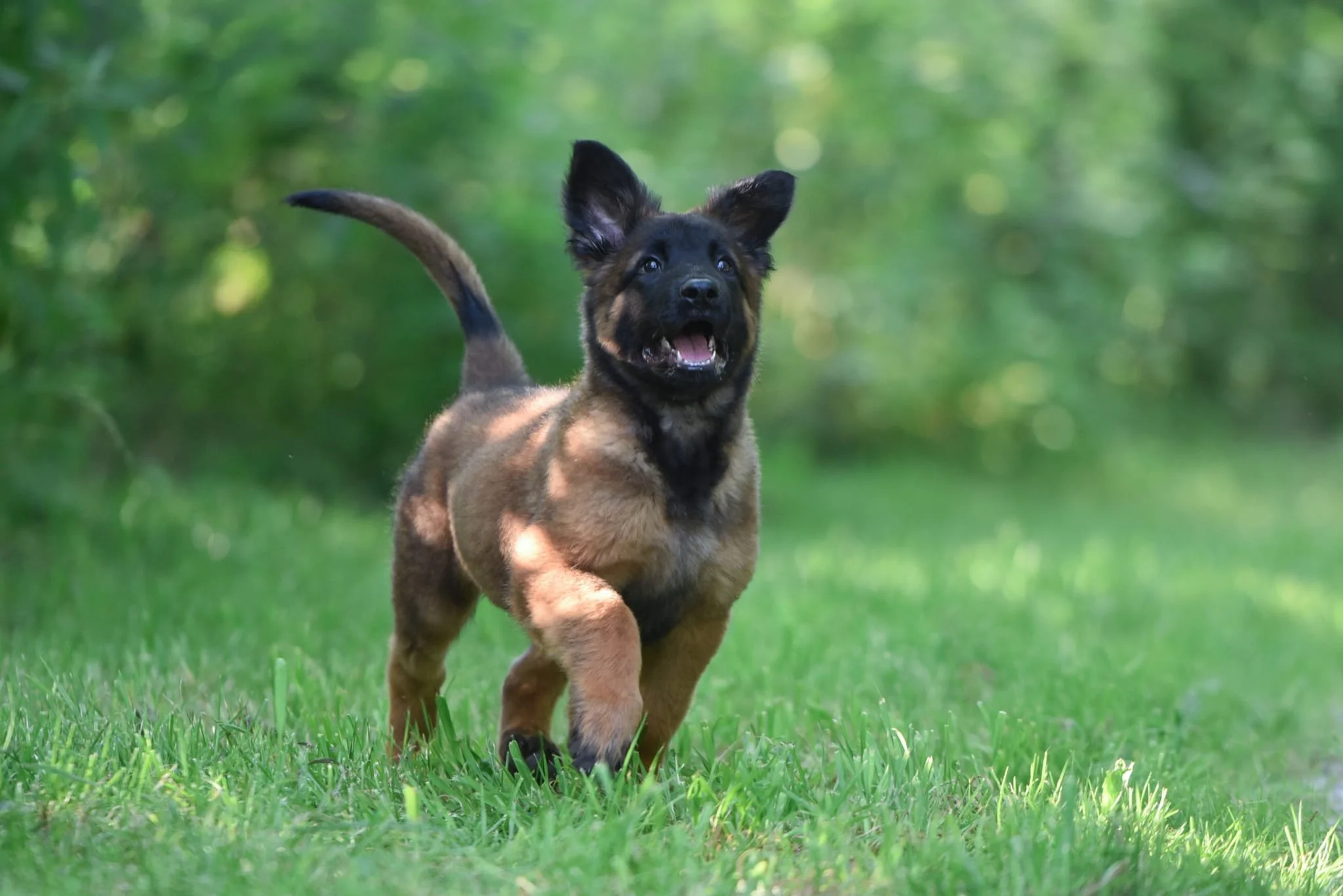 Premier Puppy Training Programs in Toronto K9 Academy — Group Training
