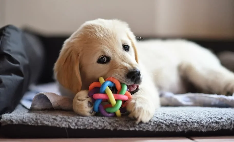 Signs Your Dogs Are Becoming Friends
