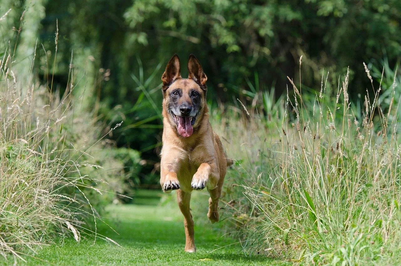 What Is Board and Train Dog Training?