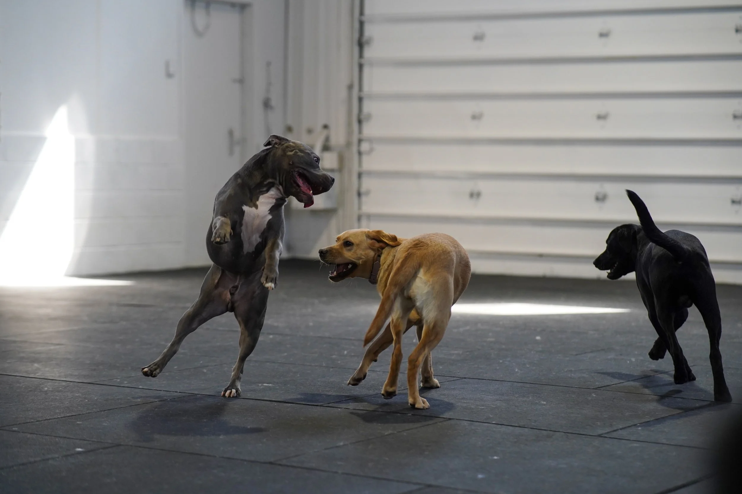 Three dogs playing indoors on a rubber mat floor, with a white garage door in the background. One gray and white dog is jumping, a tan dog is standing, and a black dog is walking away.