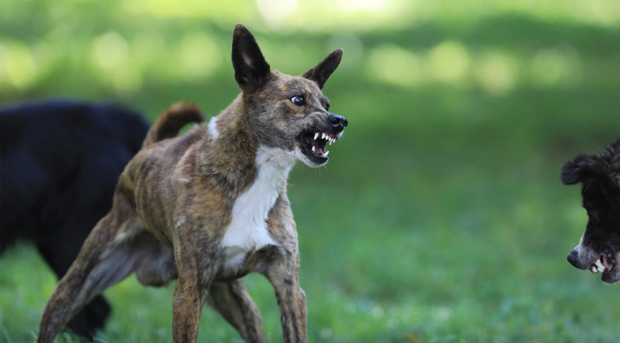 Private Training | Transform Your Dog Today — Schedule Now — Group Training
