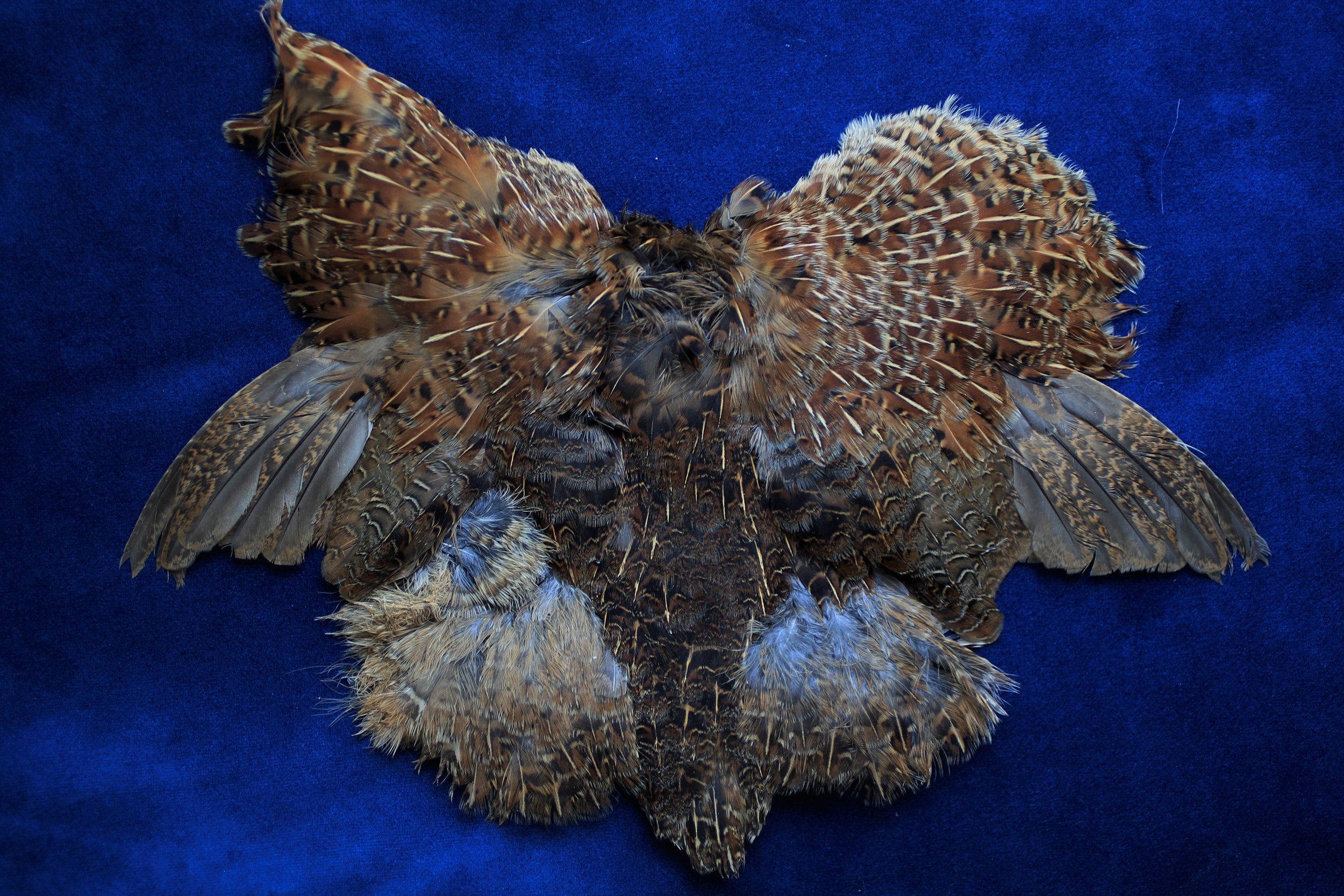 Pastured Quail — Home