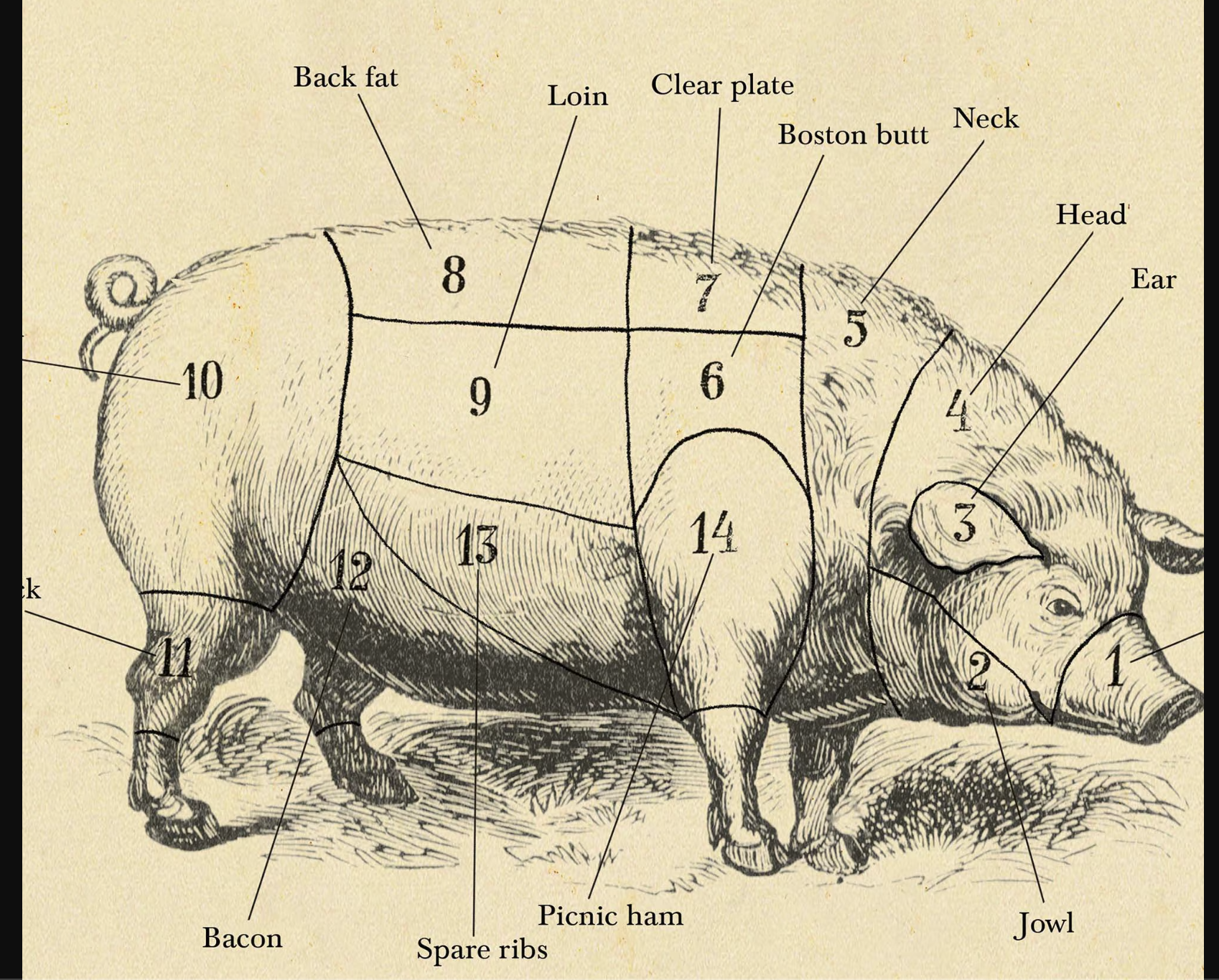Pig Slaughter & Butchering Workshop