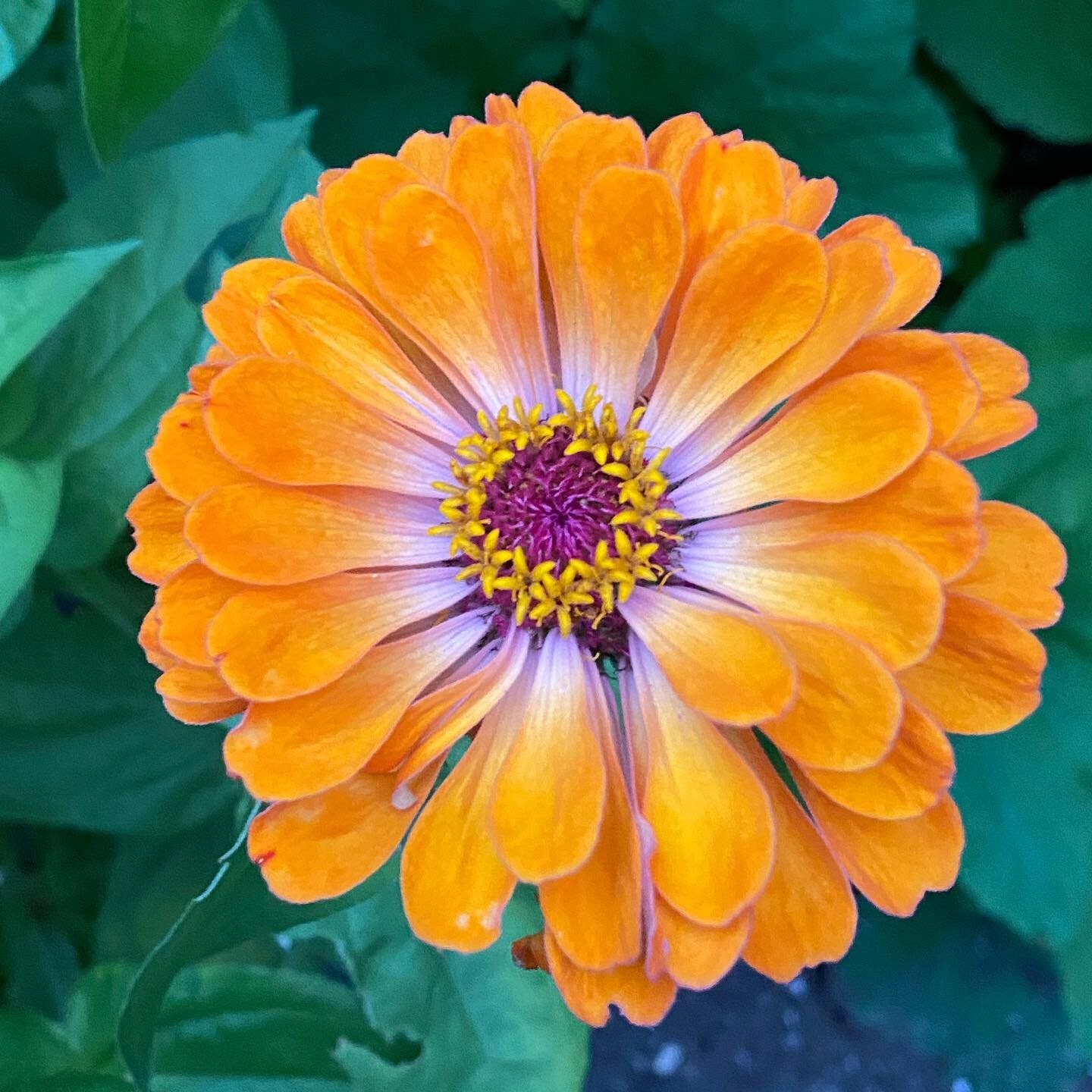 Zinnias.