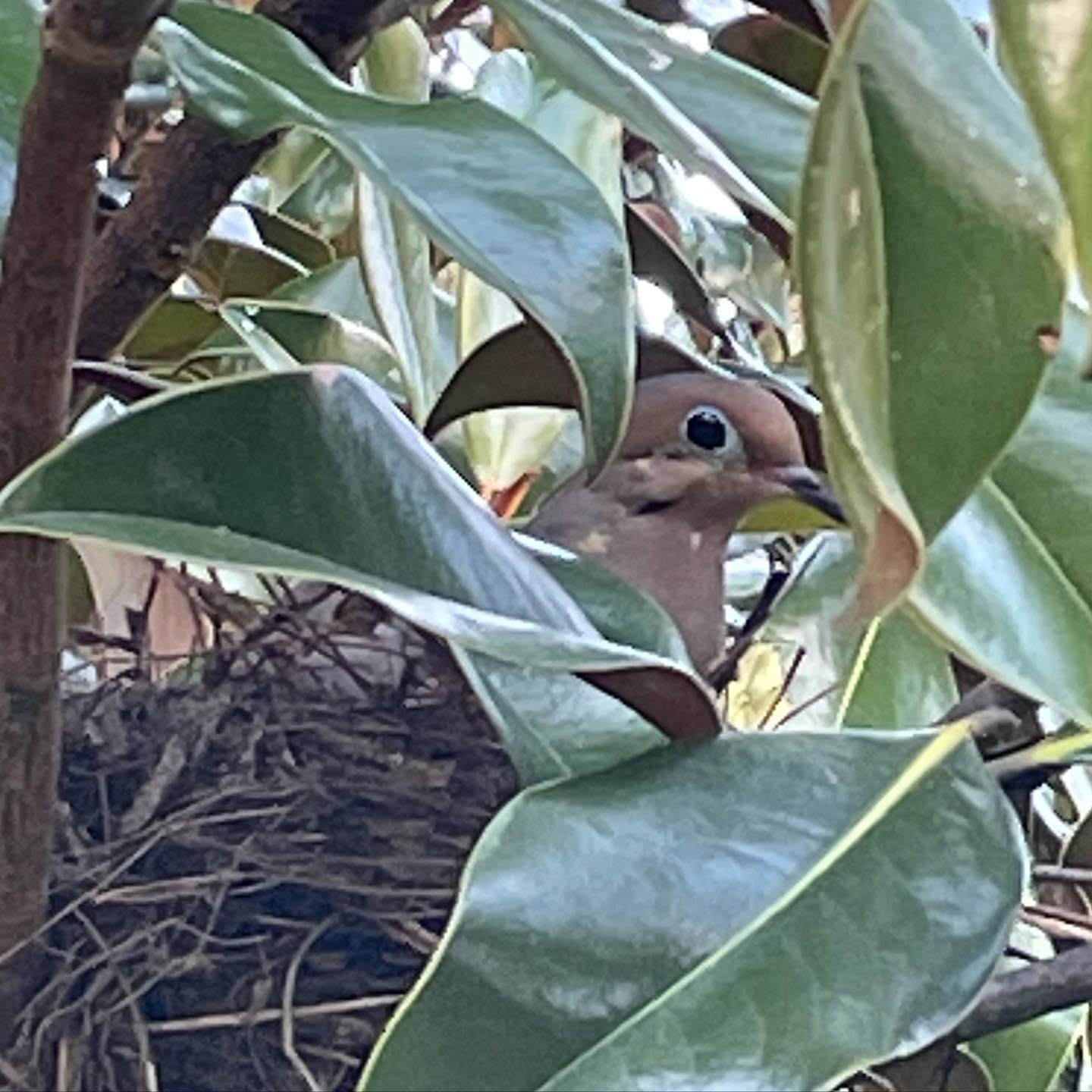 Peekaboo.