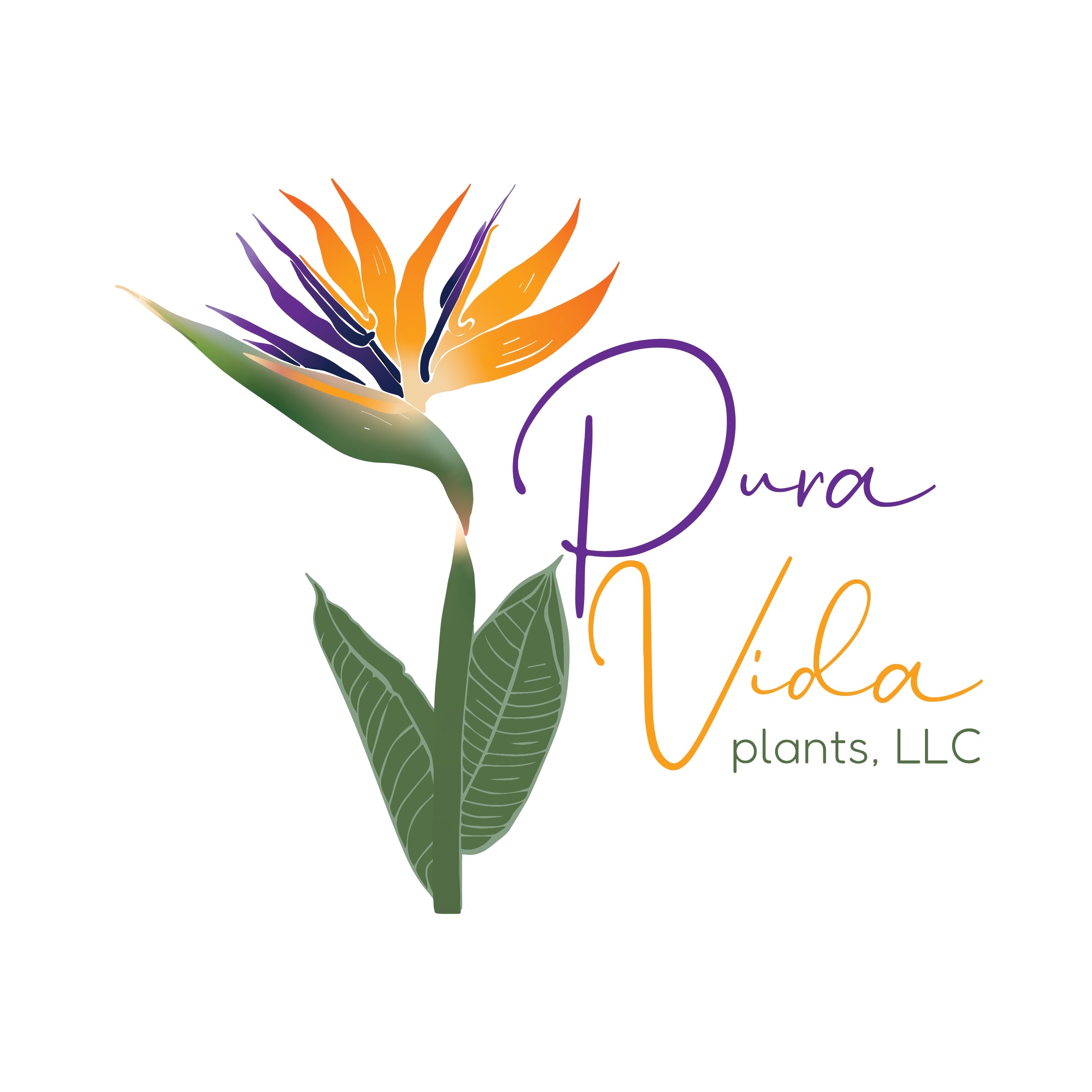 Logo for Dana Vida Plants, LLC featuring a stylized bird of paradise flower and colorful handwritten-style text.
